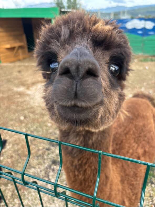 Prostrana staništa i ograđeni prostori u ZOO Bambiju.